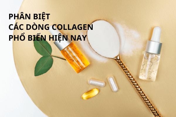 Phân Biệt Các Dòng Collagen Phổ Biến Hiện Nay.
