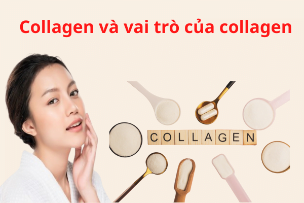 Collagen Va Vai Tro Cua Collagen