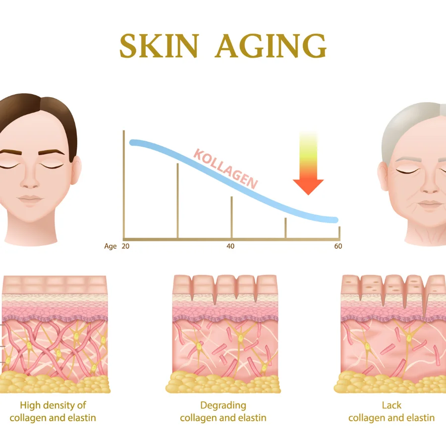 Tác dụng của sợi collagen và elastin với da tac dung cua soi collagen va elastin voi da