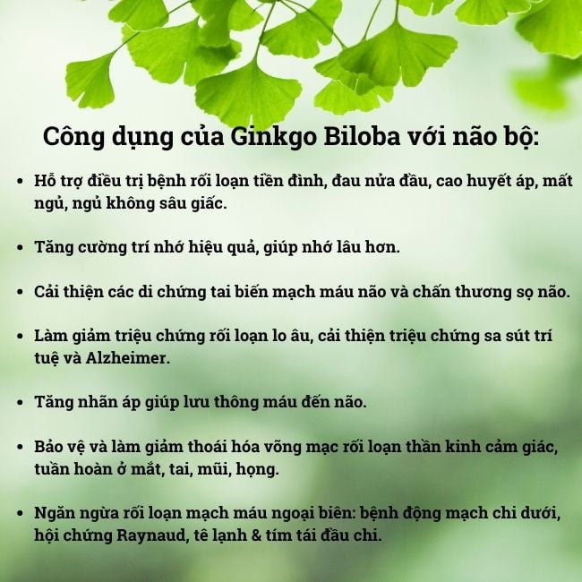 Ginkgo Biloba là gì? Những tác dụng mà thuốc Ginkgo Biloba mang lại cho sức khoẻ. 8 Cong dung thuoc Ginkgo Biloba