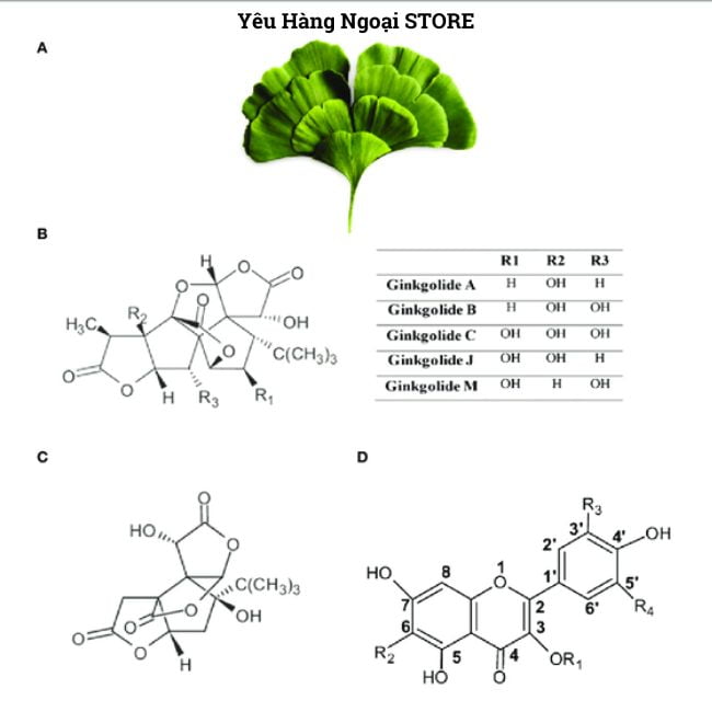 Ginkgo Biloba là gì? Những tác dụng mà thuốc Ginkgo Biloba mang lại cho sức khoẻ. 6 thanh phan chinh cua ginkgo la gi
